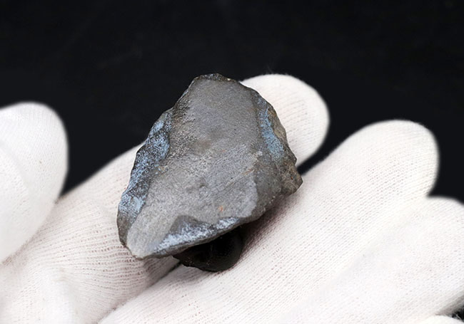 三葉虫モロッコ産④ゲラストスGerastos？化石 デボン紀 モロッコ・デボン紀の地層から採集された、愛らしい三葉虫、ゲラストス