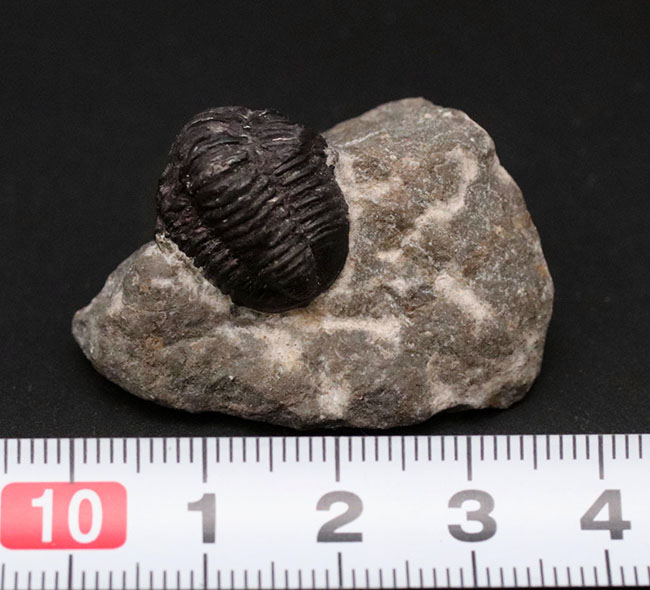 真ん丸の頭鞍部と体躯が特徴的なデボン紀モロッコ産の小型の三葉虫、ゲラストス（Gerastos）の化石（その9）