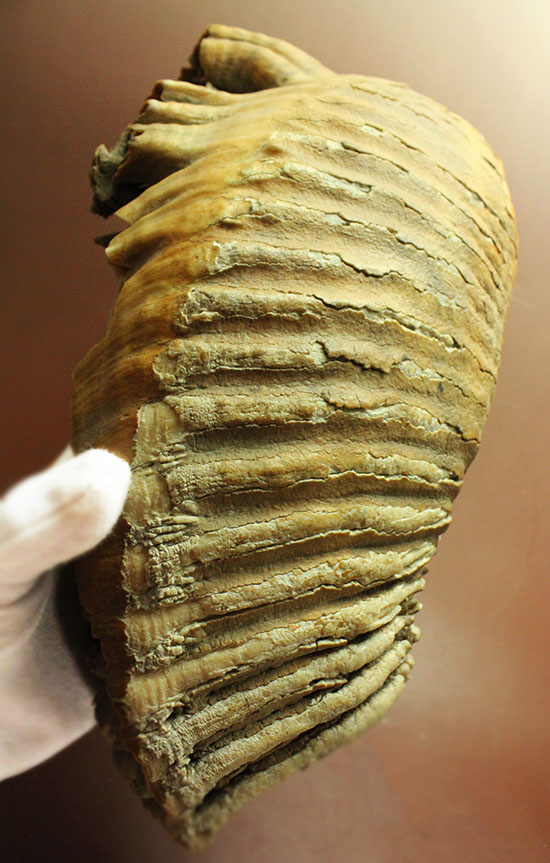 上質かつ巨大！３．７ｋｇ弱！ロシア産ウーリーマンモスの美しい臼歯の化石。/新生代第四紀（260万年前 -- 現在）【ot1111】
