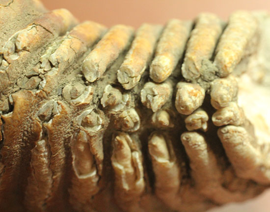 上質かつ巨大！３．７ｋｇ弱！ロシア産ウーリーマンモスの美しい臼歯の化石。（その10）