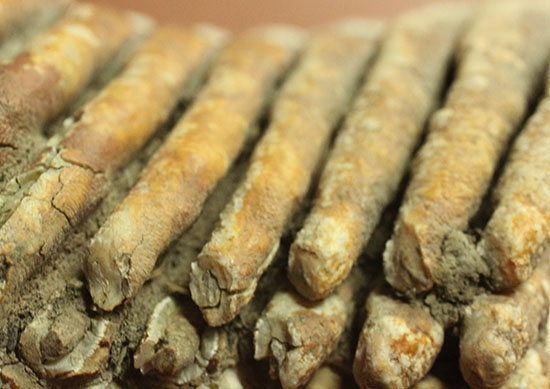 上質かつ巨大！３．７ｋｇ弱！ロシア産ウーリーマンモスの美しい臼歯の化石。（その11）