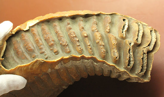 上質かつ巨大！３．７ｋｇ弱！ロシア産ウーリーマンモスの美しい臼歯の化石。（その12）
