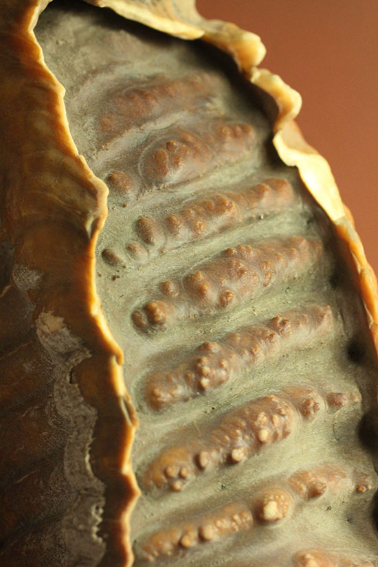 上質かつ巨大！３．７ｋｇ弱！ロシア産ウーリーマンモスの美しい臼歯の化石。（その13）