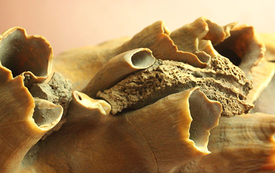 上質かつ巨大！３．７ｋｇ弱！ロシア産ウーリーマンモスの美しい臼歯の化石。（その14）