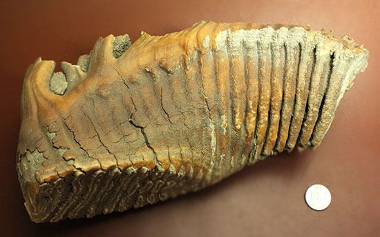 上質かつ巨大！３．７ｋｇ弱！ロシア産ウーリーマンモスの美しい臼歯の化石。（その17）