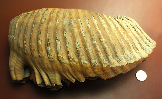 上質かつ巨大！３．７ｋｇ弱！ロシア産ウーリーマンモスの美しい臼歯の化石。（その18）
