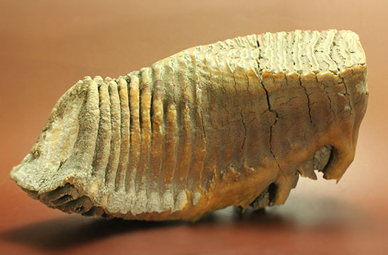 上質かつ巨大！３．７ｋｇ弱！ロシア産ウーリーマンモスの美しい臼歯の化石。（その2）