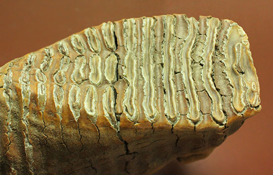 上質かつ巨大！３．７ｋｇ弱！ロシア産ウーリーマンモスの美しい臼歯の化石。（その3）
