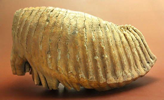 上質かつ巨大！３．７ｋｇ弱！ロシア産ウーリーマンモスの美しい臼歯の化石。（その4）