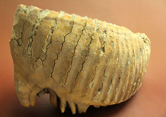 上質かつ巨大！３．７ｋｇ弱！ロシア産ウーリーマンモスの美しい臼歯の化石。（その5）