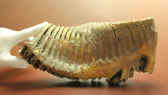 上質かつ巨大！３．７ｋｇ弱！ロシア産ウーリーマンモスの美しい臼歯の化石。（その6）