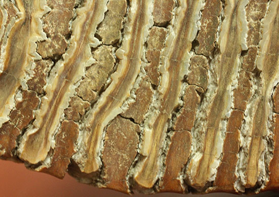 上質かつ巨大！３．７ｋｇ弱！ロシア産ウーリーマンモスの美しい臼歯の化石。（その9）