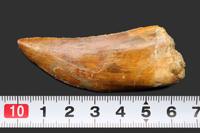 上質の歯化石は入手困難！サイズ、フォルム、セレーション、エナメル質