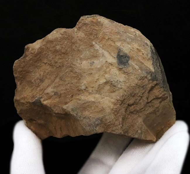 典型的なノジュール、ネガポジ残っています!古生代オルドビス紀の古き三葉虫、フレキシカリメネ(Flexicalymene)のノジュール型化石(その10)