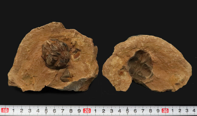 典型的なノジュール、ネガポジ残っています!古生代オルドビス紀の古き三葉虫、フレキシカリメネ(Flexicalymene)のノジュール型化石(その11)