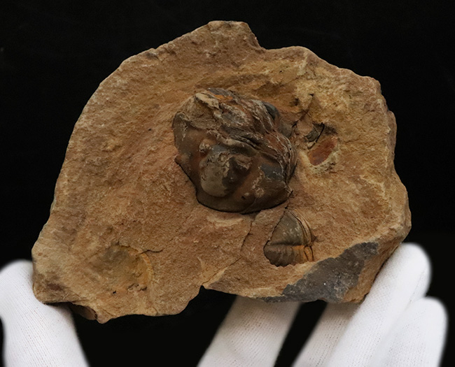 典型的なノジュール、ネガポジ残っています!古生代オルドビス紀の古き三葉虫、フレキシカリメネ(Flexicalymene)のノジュール型化石(その2)