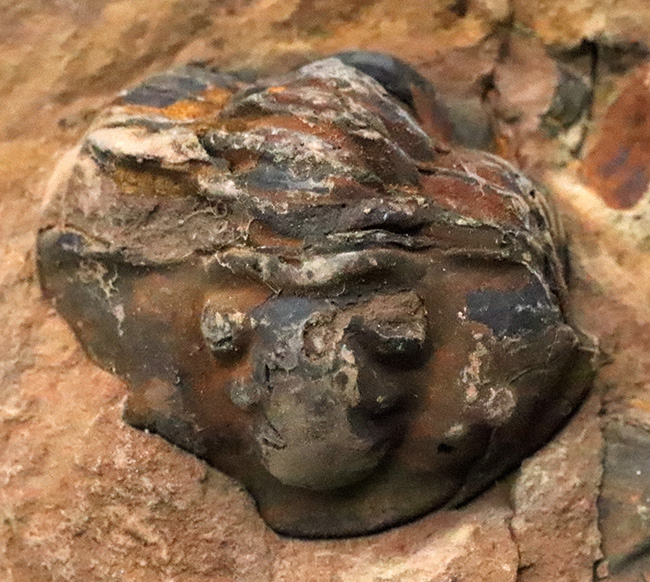 典型的なノジュール、ネガポジ残っています!古生代オルドビス紀の古き三葉虫、フレキシカリメネ(Flexicalymene)のノジュール型化石(その3)