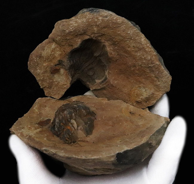 典型的なノジュール、ネガポジ残っています!古生代オルドビス紀の古き三葉虫、フレキシカリメネ(Flexicalymene)のノジュール型化石(その4)