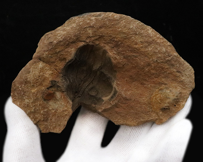 典型的なノジュール、ネガポジ残っています!古生代オルドビス紀の古き三葉虫、フレキシカリメネ(Flexicalymene)のノジュール型化石(その5)
