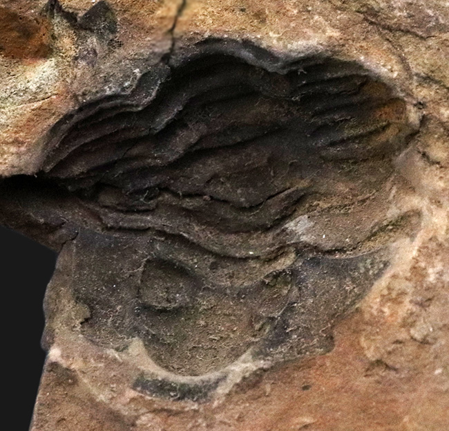 典型的なノジュール、ネガポジ残っています!古生代オルドビス紀の古き三葉虫、フレキシカリメネ(Flexicalymene)のノジュール型化石(その6)