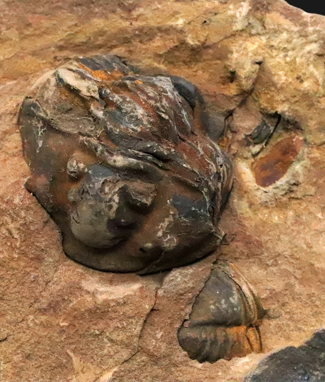 典型的なノジュール、ネガポジ残っています!古生代オルドビス紀の古き三葉虫、フレキシカリメネ(Flexicalymene)のノジュール型化石(その7)