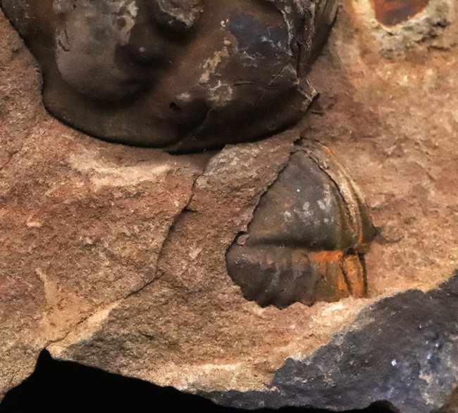典型的なノジュール、ネガポジ残っています!古生代オルドビス紀の古き三葉虫、フレキシカリメネ(Flexicalymene)のノジュール型化石(その8)
