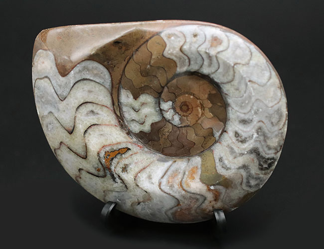 茶と白のツートン！アンモナイトの祖先として知られる古い頭足類、ゴニアタイト（Goniatite）の殻の化石（その1）