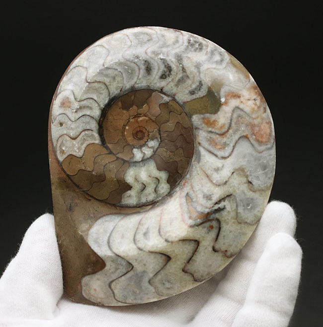 茶と白のツートン！アンモナイトの祖先として知られる古い頭足類、ゴニアタイト（Goniatite）の殻の化石（その2）