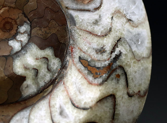 茶と白のツートン！アンモナイトの祖先として知られる古い頭足類、ゴニアタイト（Goniatite）の殻の化石（その5）