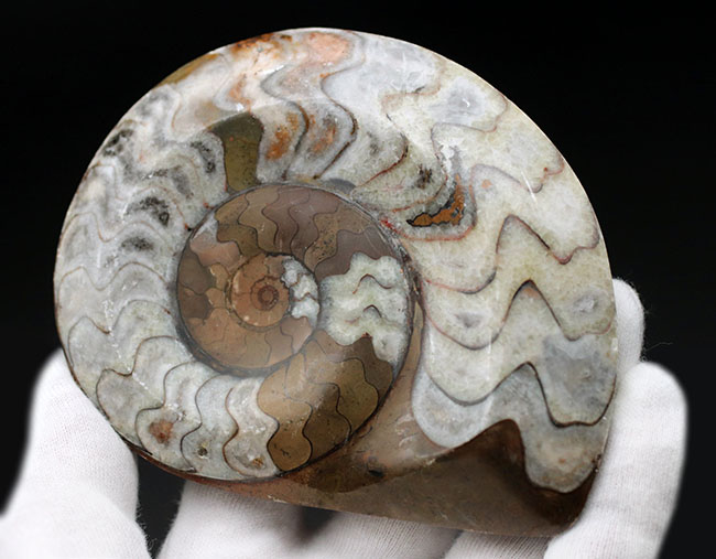 茶と白のツートン！アンモナイトの祖先として知られる古い頭足類、ゴニアタイト（Goniatite）の殻の化石（その6）