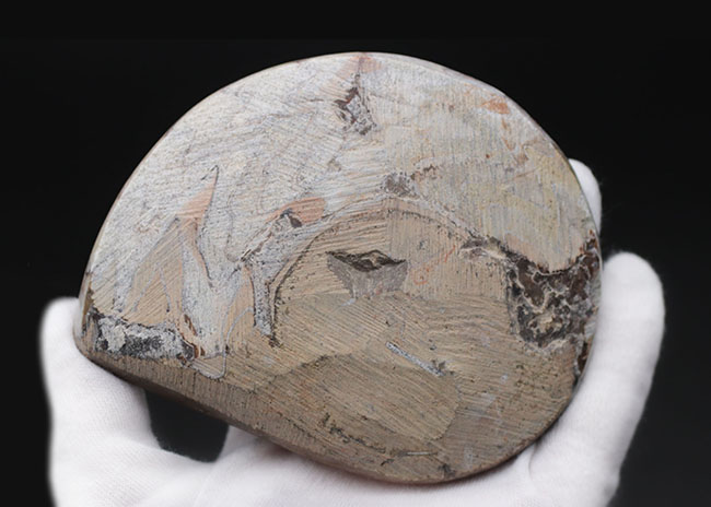 茶と白のツートン！アンモナイトの祖先として知られる古い頭足類、ゴニアタイト（Goniatite）の殻の化石（その7）