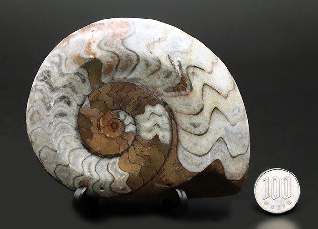 茶と白のツートン！アンモナイトの祖先として知られる古い頭足類、ゴニアタイト（Goniatite）の殻の化石（その8）