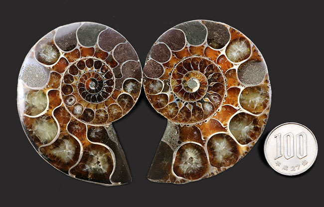 こだわりの厳選上質品！中生代白亜紀のアンモナイト、リトセラス