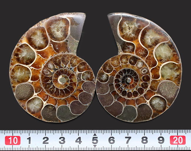 こだわりの厳選上質品！中生代白亜紀のアンモナイト、リトセラス