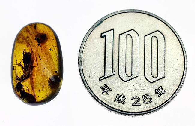 貴重な恐竜時代の虫入り琥珀、ビルマ琥珀。(その10)