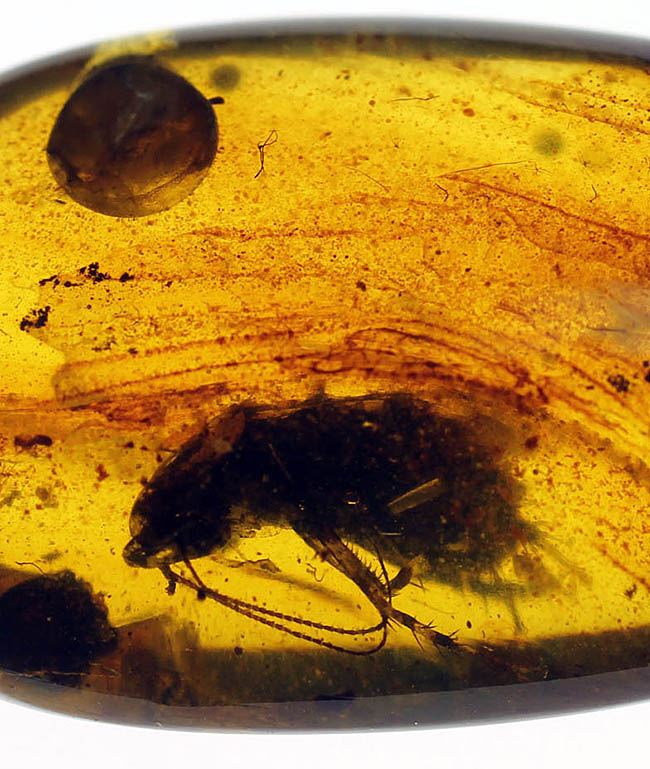 貴重な恐竜時代の虫入り琥珀、ビルマ琥珀。(その3)