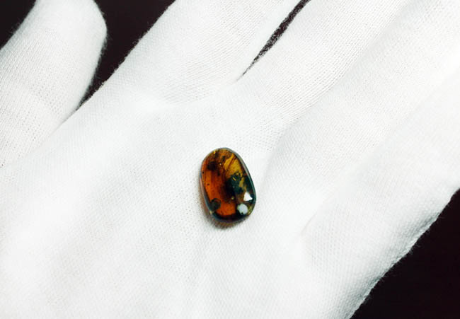 貴重な恐竜時代の虫入り琥珀、ビルマ琥珀。 化石 販売