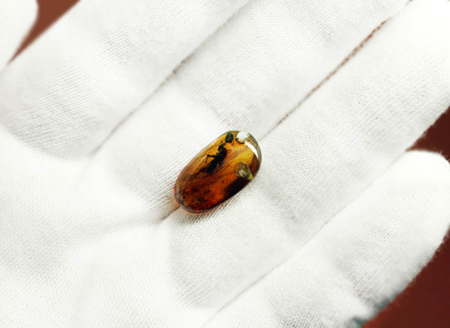 貴重な恐竜時代の虫入り琥珀、ビルマ琥珀。(その5)