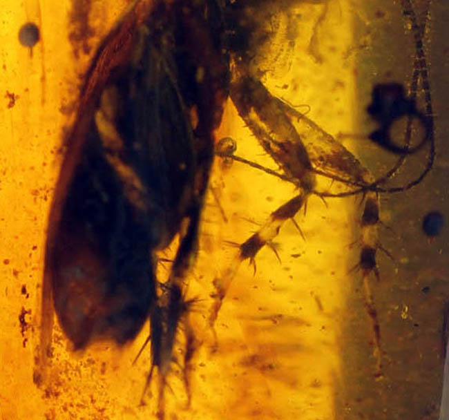 貴重な恐竜時代の虫入り琥珀、ビルマ琥珀。 化石 販売