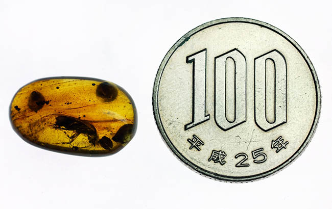 貴重な恐竜時代の虫入り琥珀、ビルマ琥珀。(その9)
