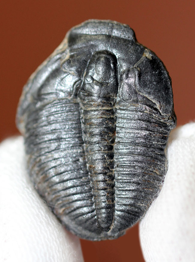 ファーストコレクションにも!カンブリア紀の三葉虫、エルラシア・キンギ(Elrathia Kingi)(その1)
