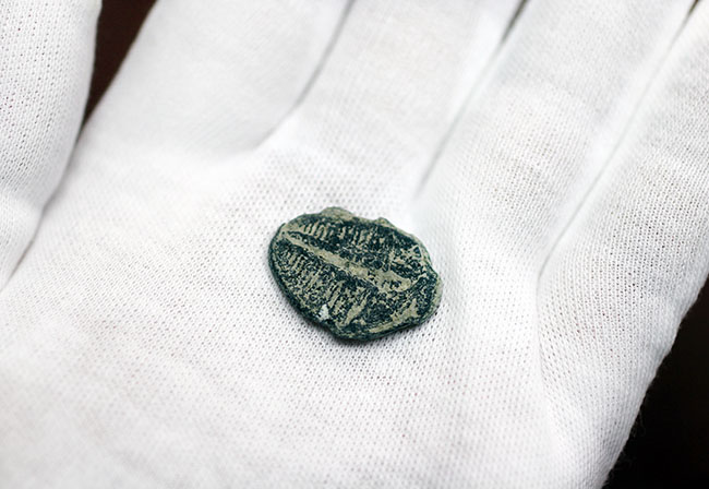 ファーストコレクションにも!カンブリア紀の三葉虫、エルラシア・キンギ(Elrathia Kingi)(その6)