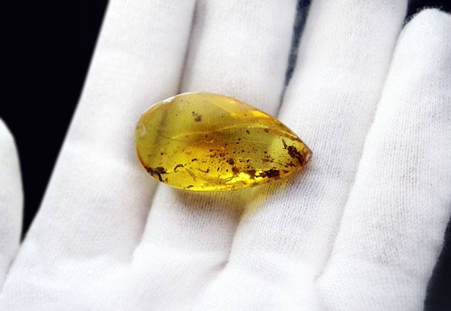 4000万年前の植物片を内包!レモンイエローに輝く、非常にフレッシュなバルト海産の琥珀(Amber)(その2)
