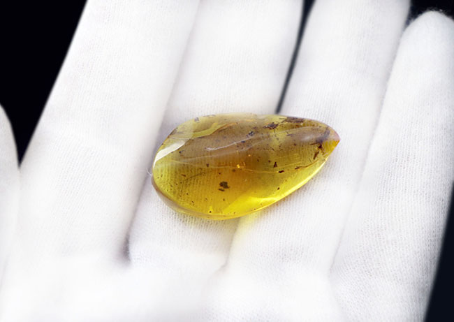 4000万年前の植物片を内包!レモンイエローに輝く、非常にフレッシュなバルト海産の琥珀(Amber)(その3)