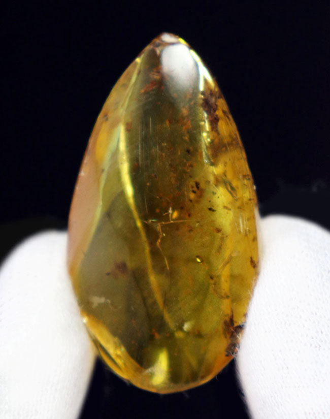 4000万年前の植物片を内包!レモンイエローに輝く、非常にフレッシュなバルト海産の琥珀(Amber)(その5)