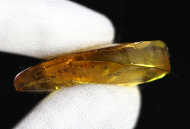 4000万年前の植物片を内包!レモンイエローに輝く、非常にフレッシュなバルト海産の琥珀(Amber)(その6)