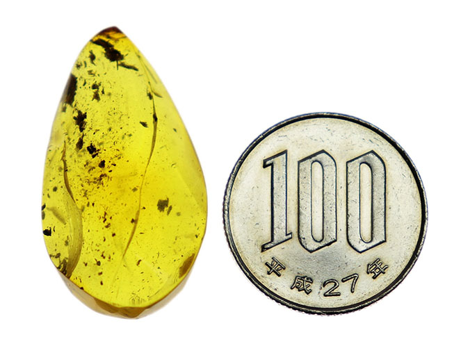 ４０００万年前の植物片を内包！レモンイエローに輝く、非常にフレッシュなバルト海産の琥珀（Amber）（その7）