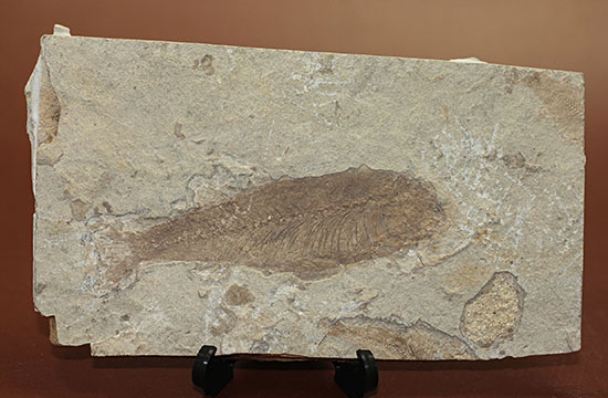 中国遼寧省産魚化石、リコプテラ。絶滅淡水魚。（その1）