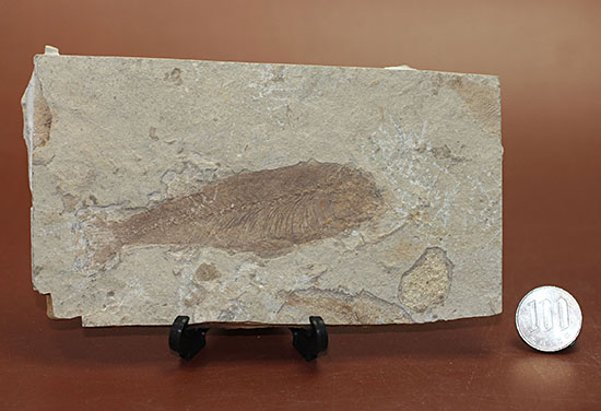 中国遼寧省産魚化石、リコプテラ。絶滅淡水魚。（その11）