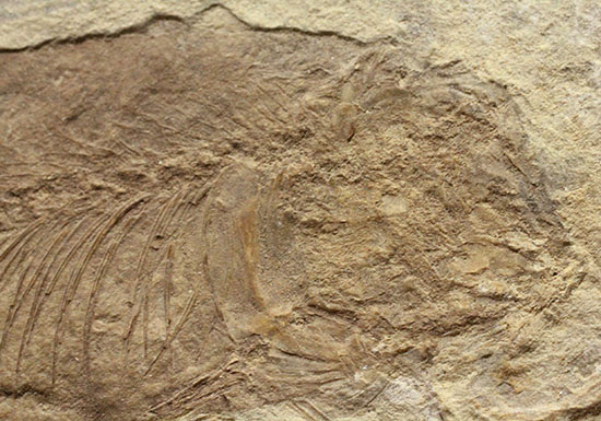 中国遼寧省産魚化石、リコプテラ。絶滅淡水魚。（その2）